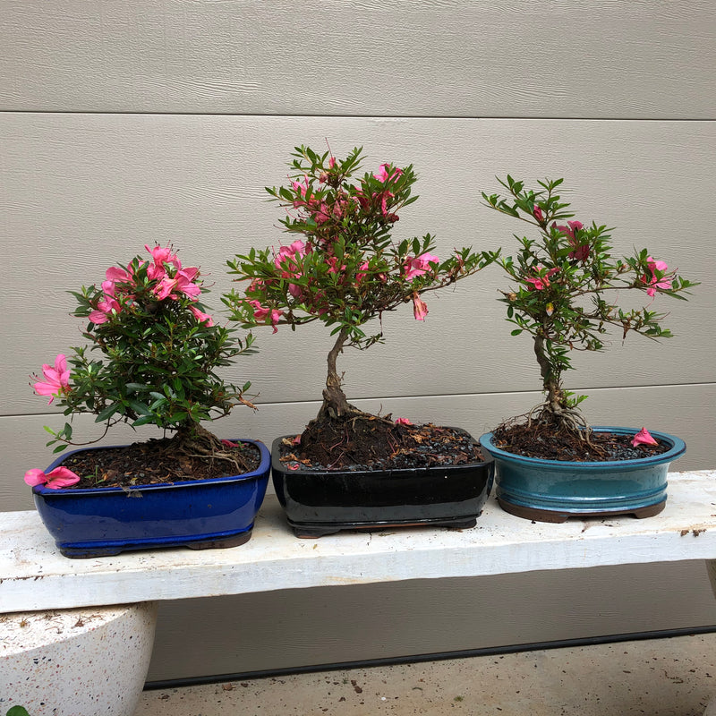 Satsuki Chinzan Azalea Bonsai