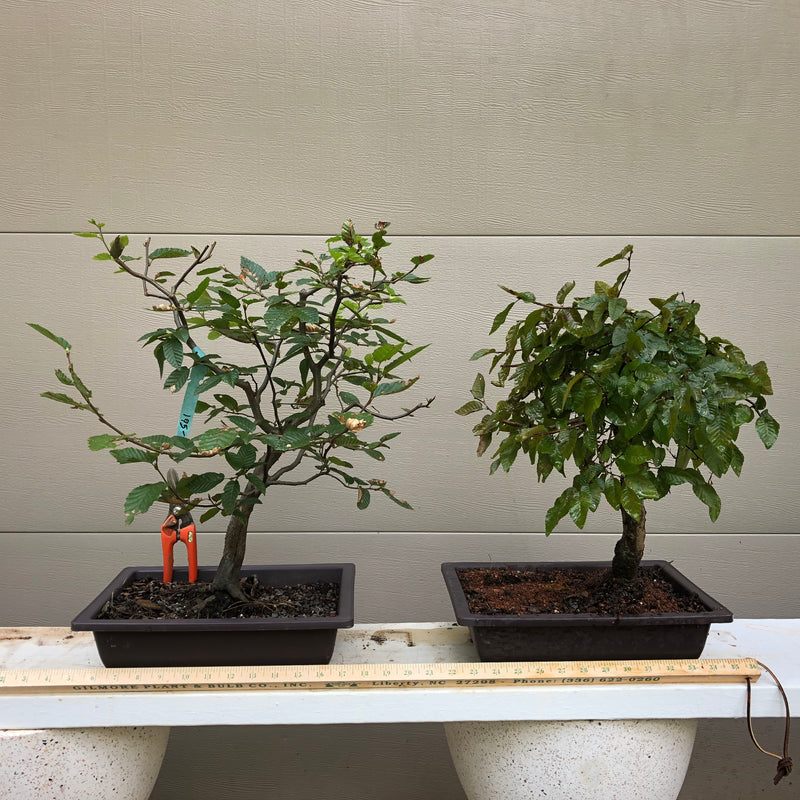 European Hornbeam - Carpinus betulus - Bonsai Tree