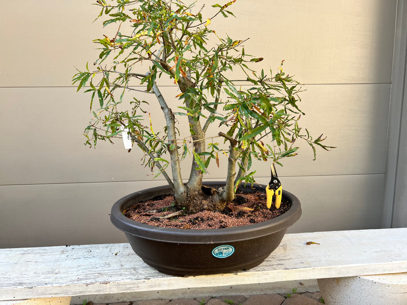 can you bonsai a willow tree Willow Oak Bonsai Tree – Bella Bonsai Nursery