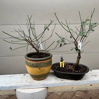 Japanese Apricot Bonsai Tree