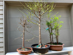 Baldcypress Bonsai Tree 1
