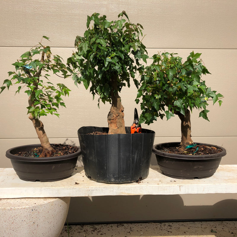 Trident Maple Bonsai Tree -