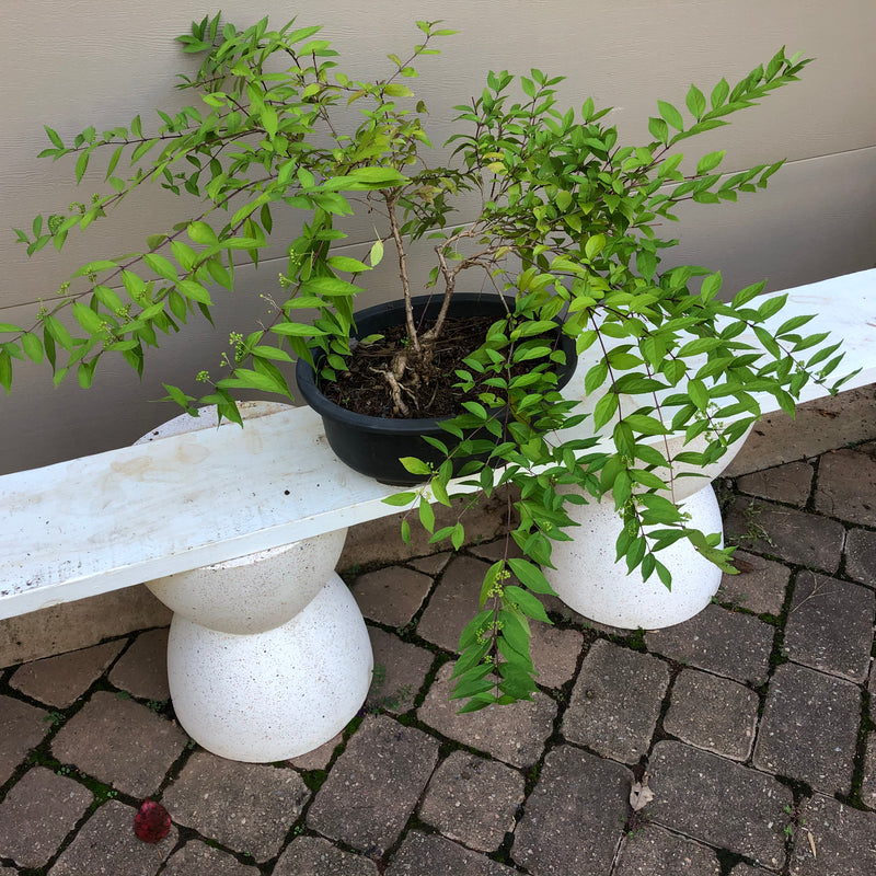 Purple Beautyberry Bonsai Tree