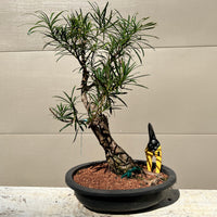 Chinese Maki Podocarpus Bonsai Tree