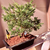 Shimpaku Juniper Bonsai