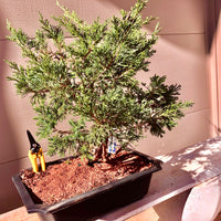 Shimpaku Juniper Bonsai