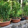 Baldcypress Bonsai Tree Forests