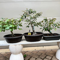 Farges Hornbeam Bonsai Tree