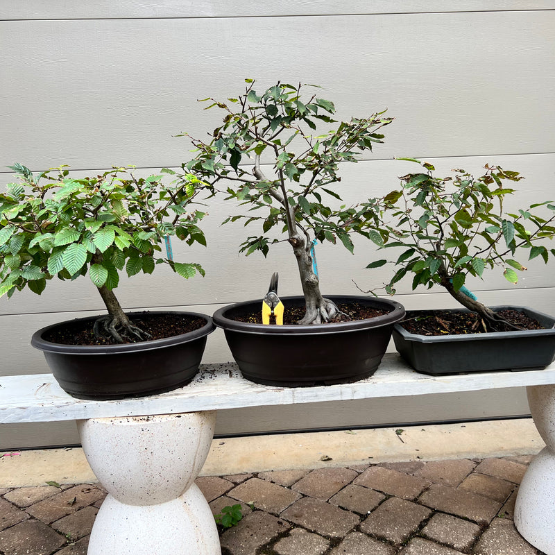 Farges Hornbeam Bonsai Tree