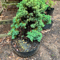 Chinese Foemina Juniper Bonsai Tree