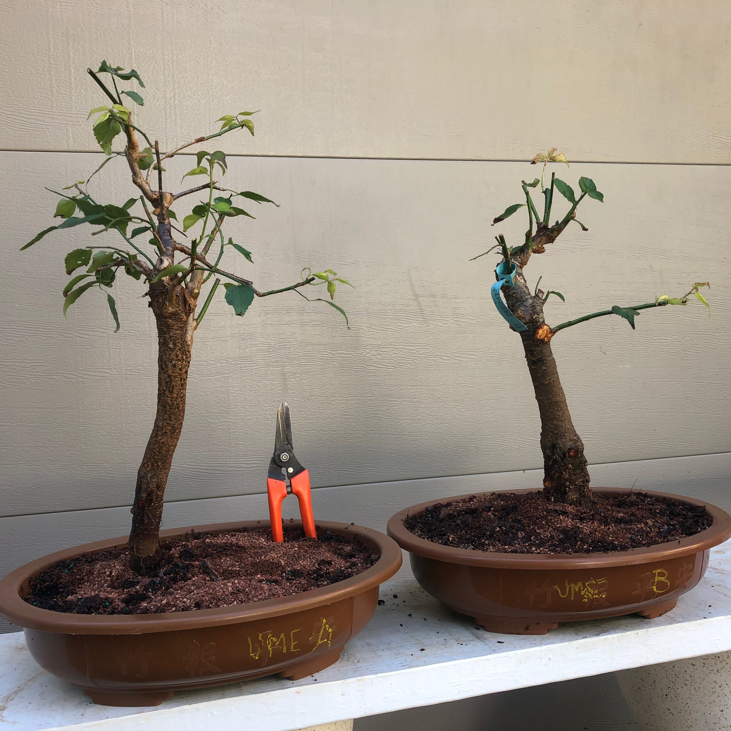 apricot bonsai tree Japanese Apricot Bonsai Tree – Bella Bonsai Nursery