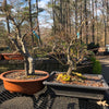 Arakawa Japanese Maple Bonsai Tree