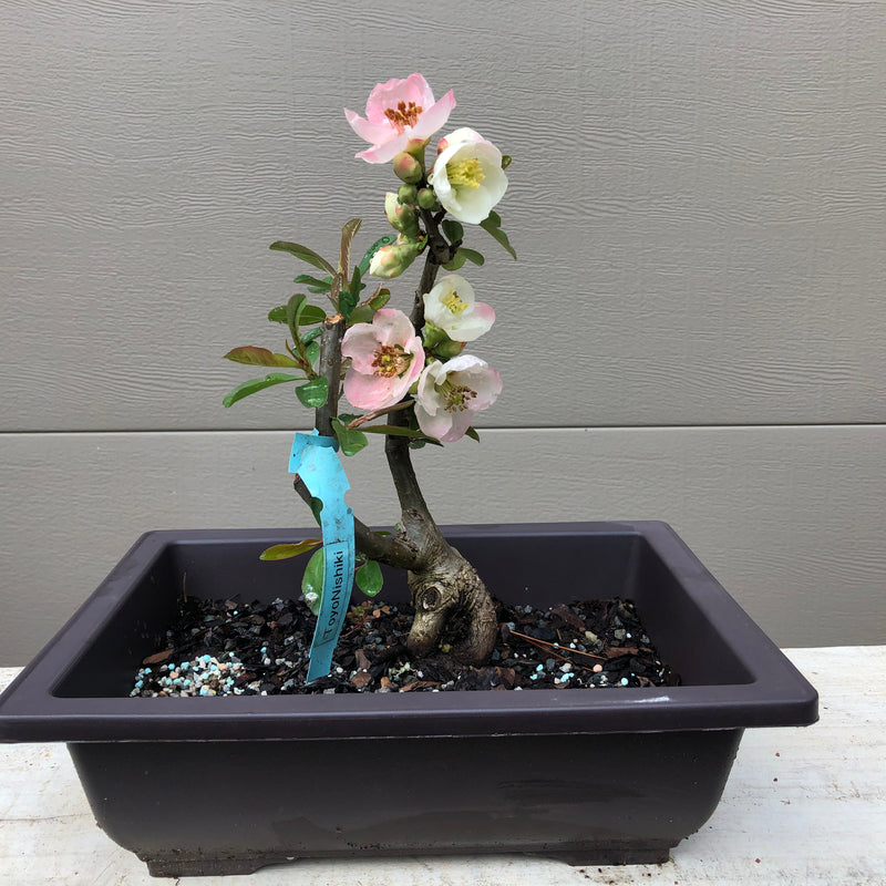 Flowering Quince Bonsai Tree - Toyo Nishiki Quince