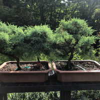 Grey Owl Juniper Bonsai