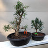 Chinese Maki Podocarpus Bonsai Tree