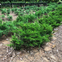 Sea  Green Juniper Bonsai Tree