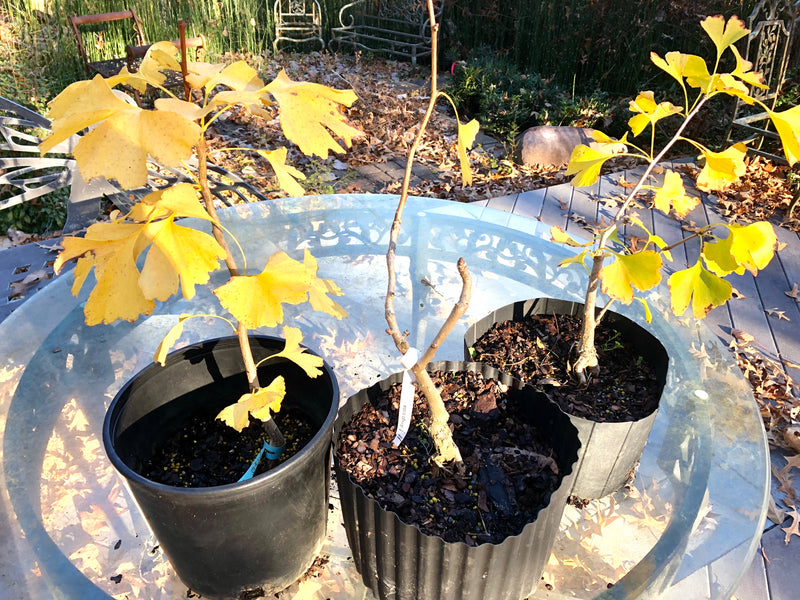 Ginkgo Maidenhair Tree Bonsai Tree