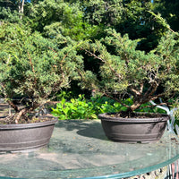 Shimpaku Juniper Bonsai