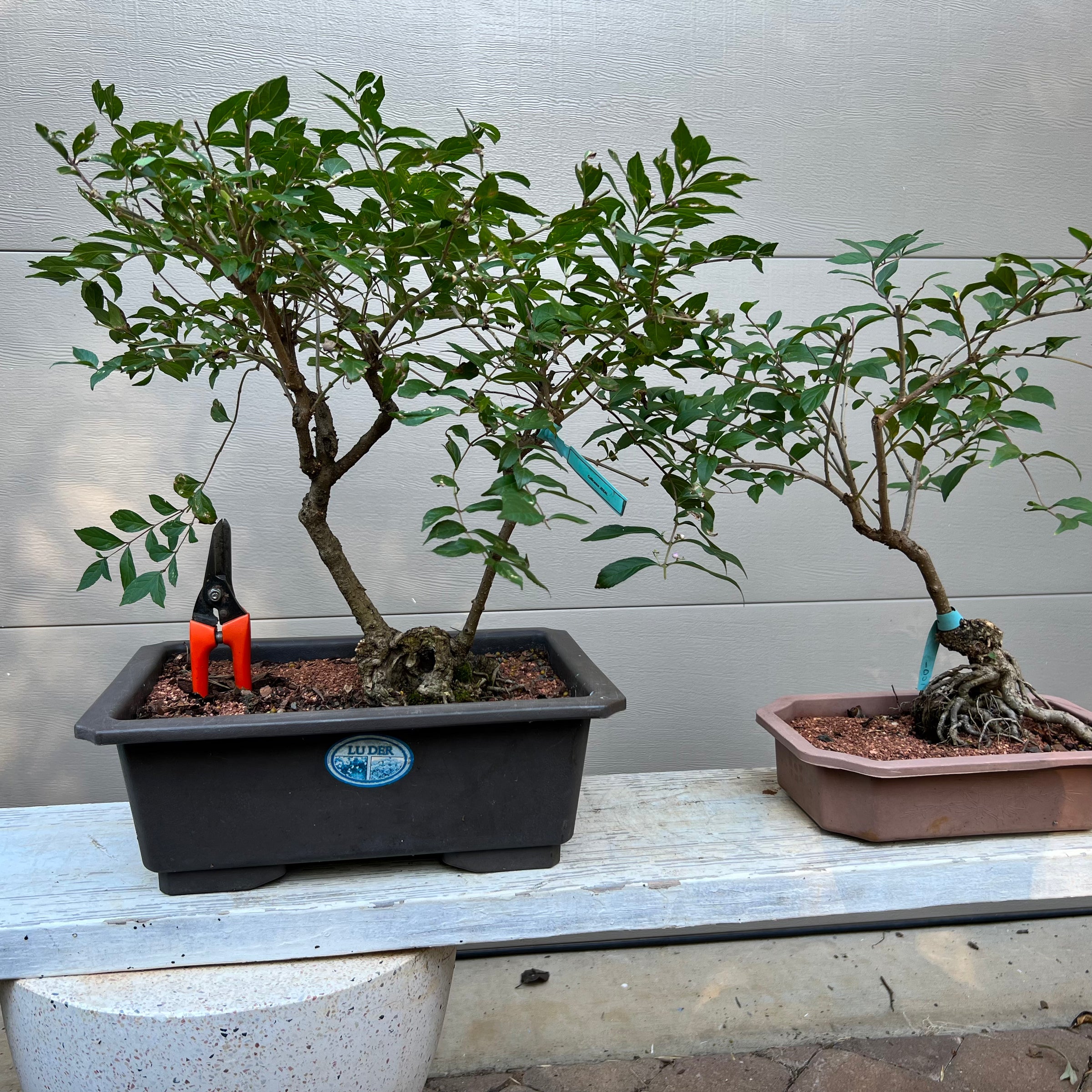 bonsai berry tree Purple Beautyberry Bonsai Tree – Bella Bonsai Nursery