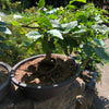 European Hornbeam - Carpinus betulus - Bonsai Tree