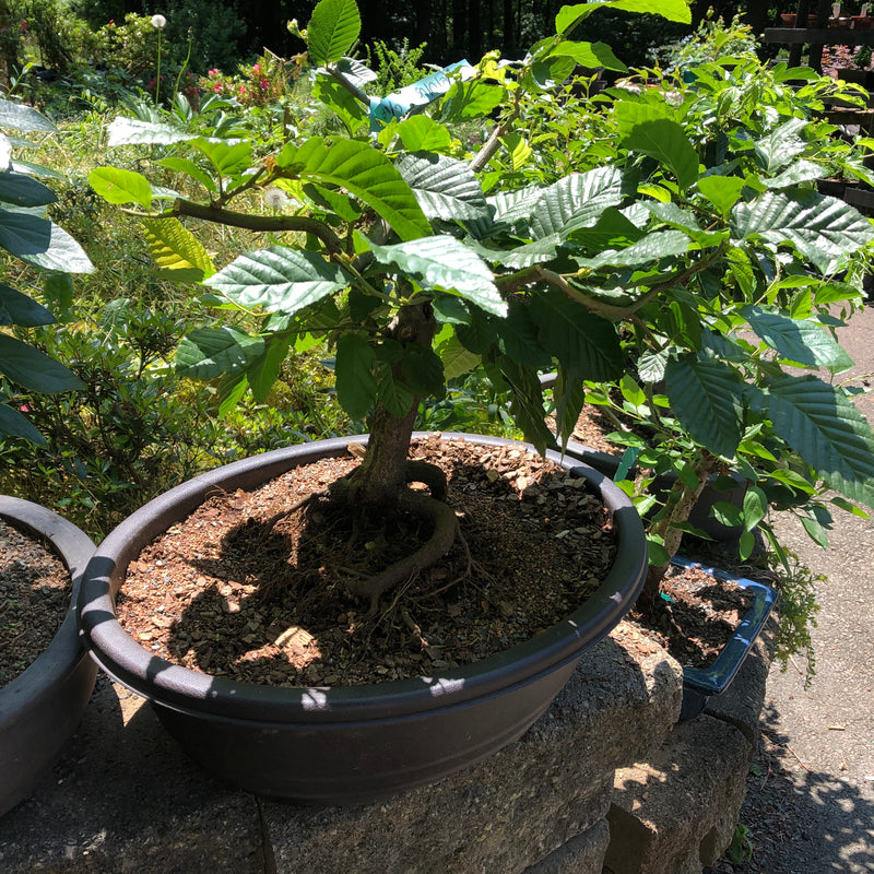 European Hornbeam - Carpinus betulus - Bonsai Tree