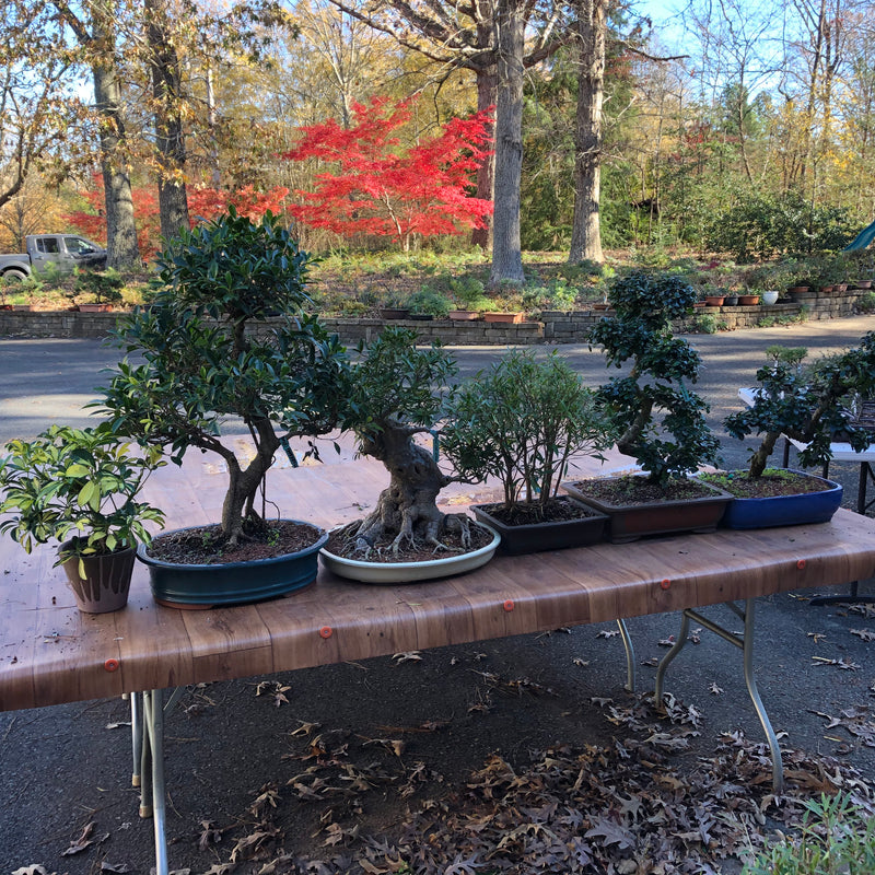 Indoor Bonsai