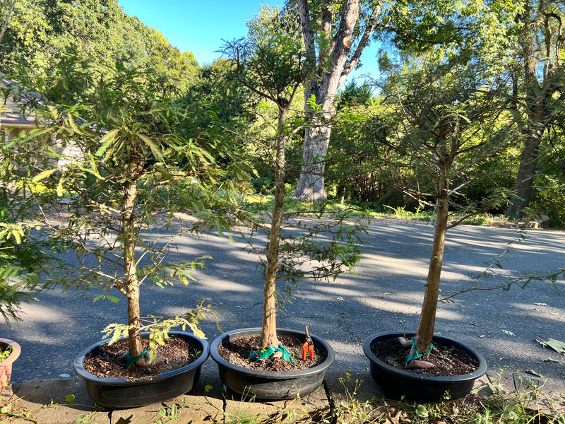 Bald Cypress Bonsai BC-20D