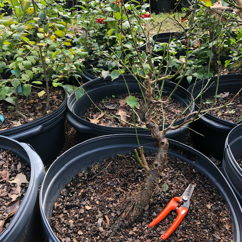 Japanese Apricot Bonsai Tree