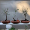 Ume Japanese Apricot-Japanese Plum Bonsai 18