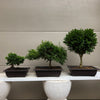 Buxus Boxwood varieties Bonsai Trees