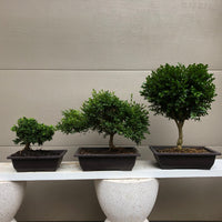 Buxus Boxwood varieties Bonsai Trees