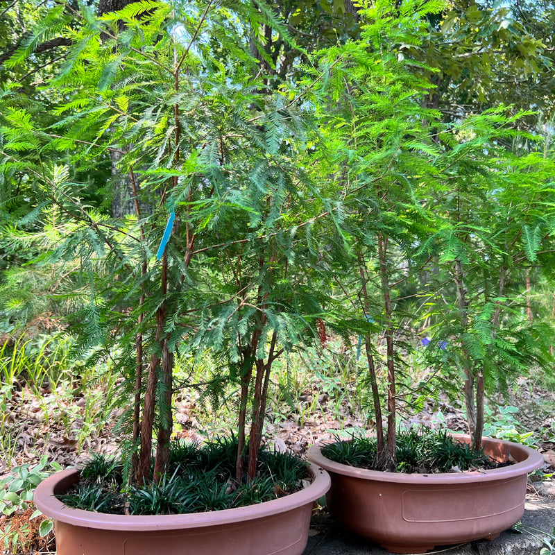 Baldcypress Bonsai Tree Forests