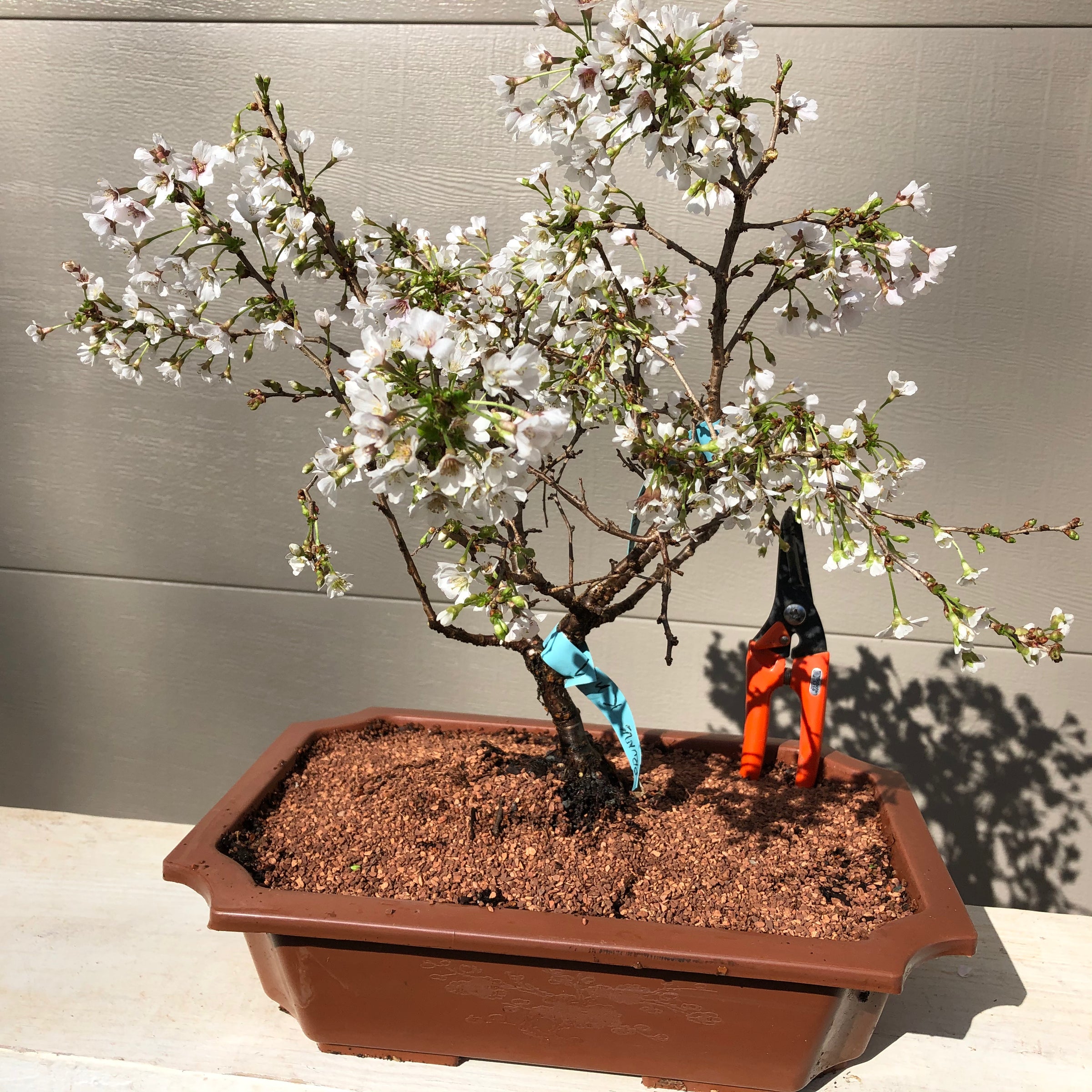 apricot tree bonsai Japanese Apricot Bonsai Tree – Bella Bonsai Nursery
