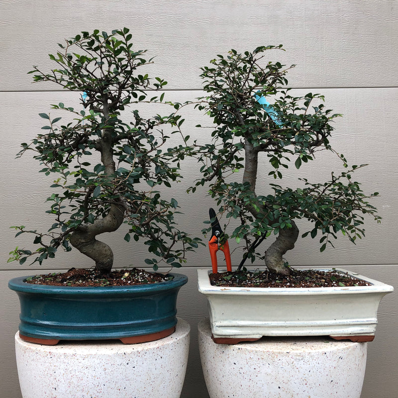 Chinese Elm Bonsai