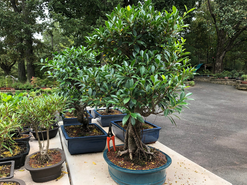 Tigerbark Ficus Bonsai Tree