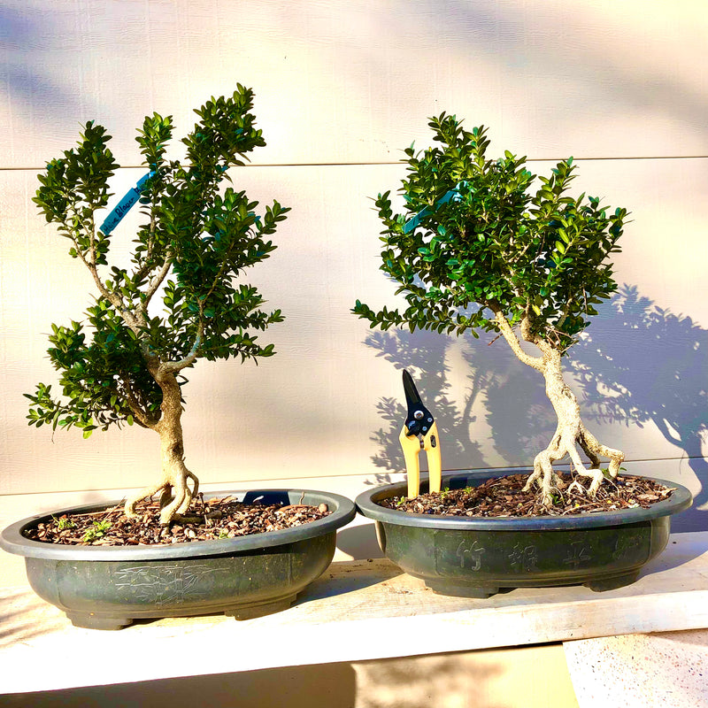 Boxwood -Buxus microphylla 'Heinz Blauer'