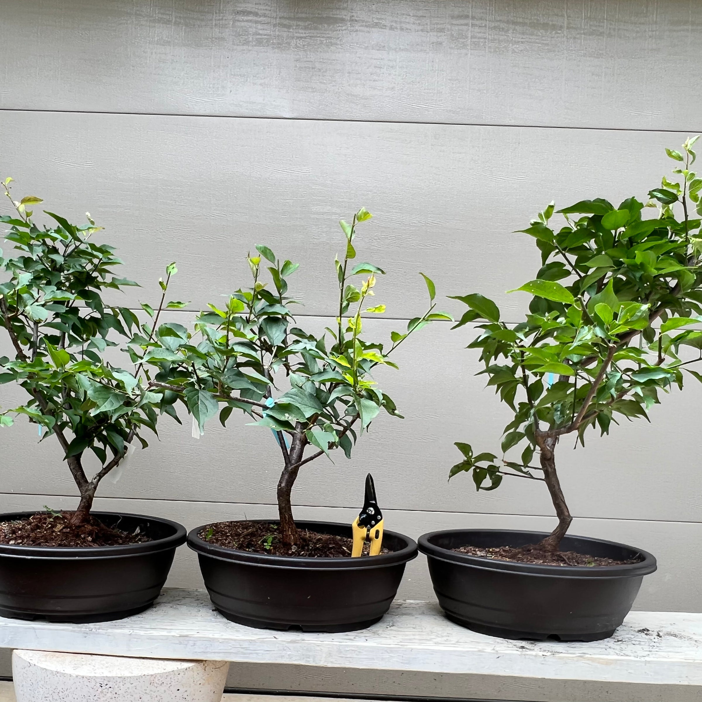 apricot tree bonsai Japanese Apricot Bonsai Tree – Bella Bonsai Nursery