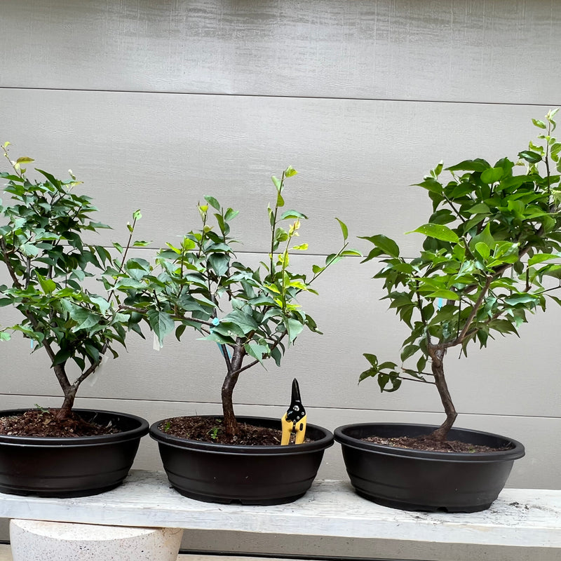 fruit bearing bonsai tree for sale Japanese Apricot Bonsai Tree – Bella Bonsai Nursery