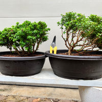 Kingsville Dwarf Boxwood Bonsai