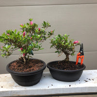 Azalea Satsuki 'Chinzan' Bonsai Tree