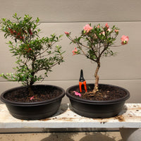 Satsuki Chinzan Azalea Bonsai