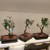 Southern Crabapple Bonsai Tree