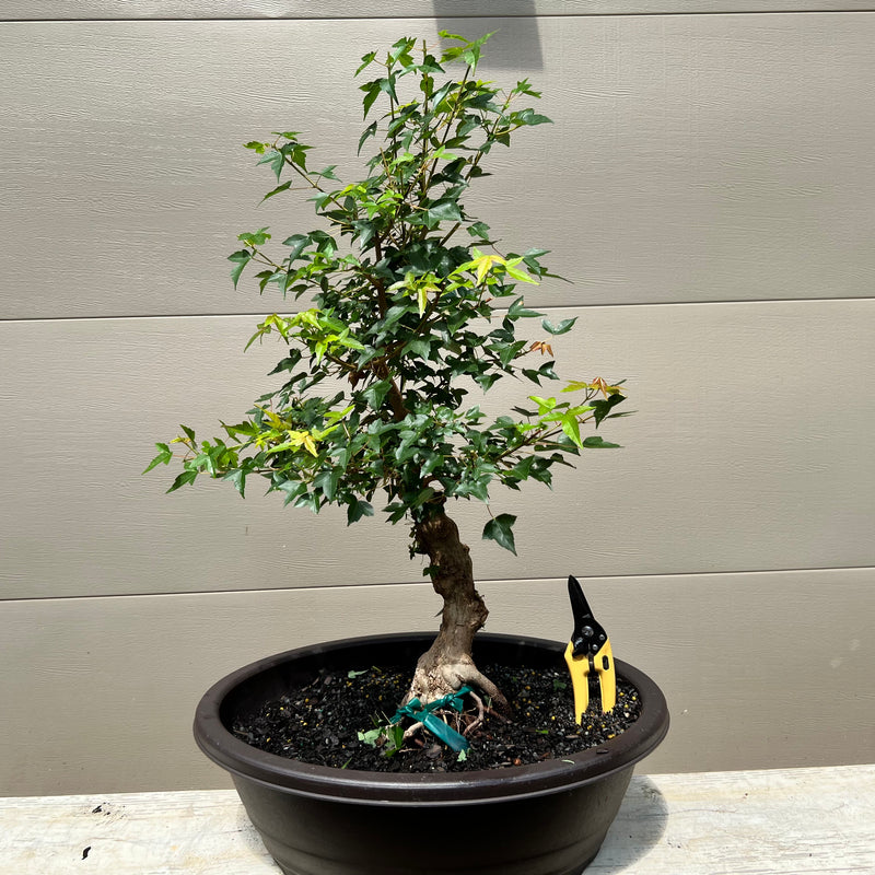 Trident Maple Bonsai - Acer buergerianum