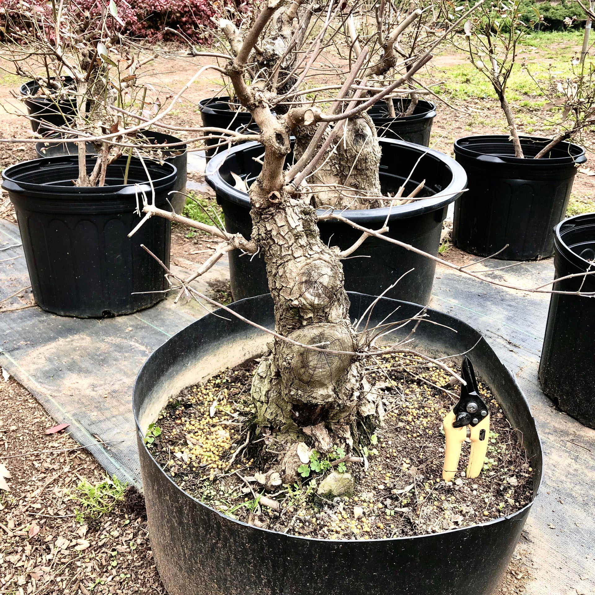 Chastetree Bonsai Tree 2 – Bella Bonsai Nursery