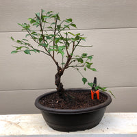 Japanese Apricot Bonsai Tree