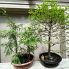 Bald Cypress Bonsai BC-20D