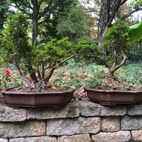 Satsuki Chinzan Azalea Bonsai