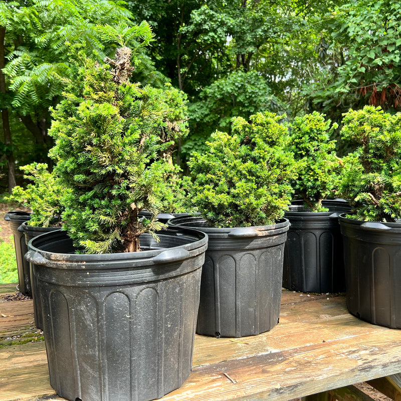 Japanese Cryptomeria #3 Bonsai Tree