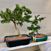 Chamaecyparis obtusa 'Hinoki' - Falsecypress