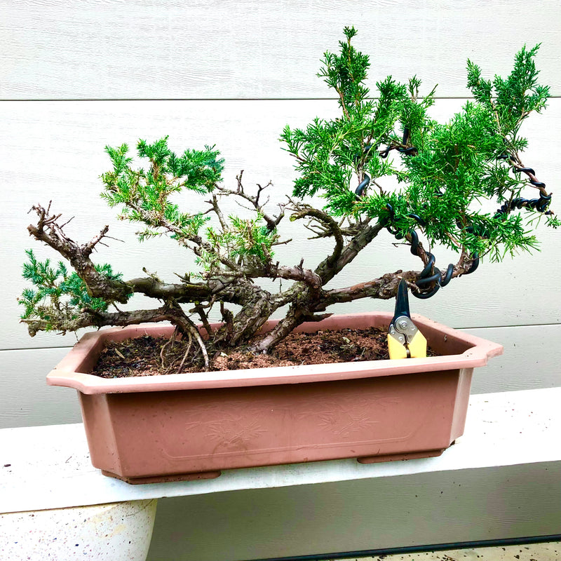 San Jose Juniper Bonsai Tree